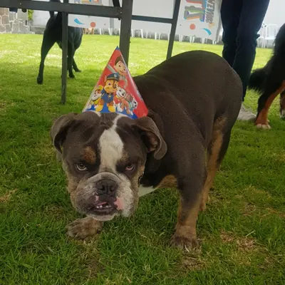 Un bulldog con gorro de fiesta camina por el césped en el aniversario.