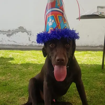 Un labrador chocolate con gorro de fiesta, sentado con la lengua afuera.