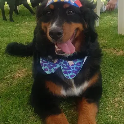 Un perro negro y café con gorro y corbatín de fiesta, echado en el césped.