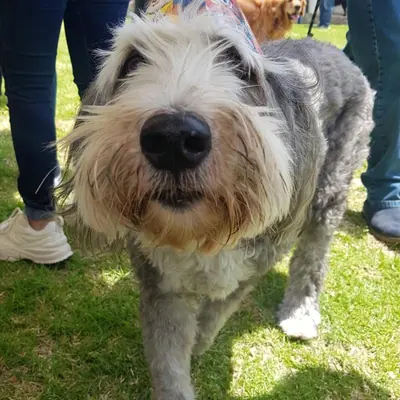 Un perro gris de pelo largo con gorro de fiesta se acerca a la cámara.