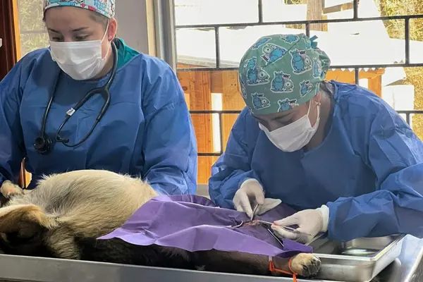 Un tutor sostiene a su perro mientras el equipo lo prepara para la revisión.