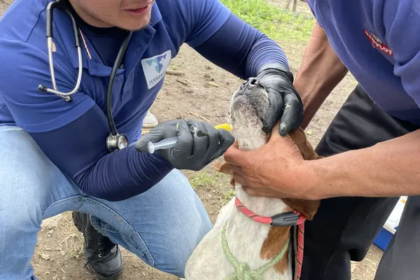 Un veterinario del equipo desparasita a un perro mientras su tutor lo sostiene.