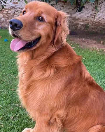 Un golden retriever sentado en el jardín de la clínica, con la lengua afuera.