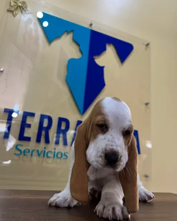Un cachorro basset hound frente al letrero de Terranova, en la recepción.