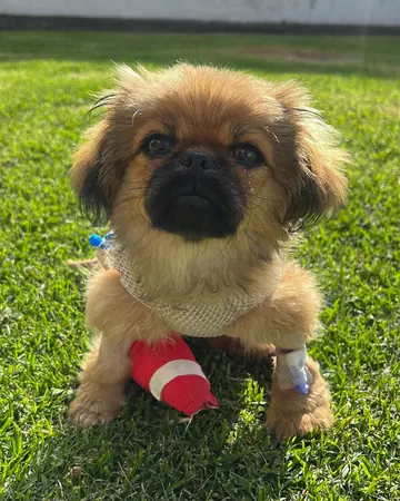 Un cachorro pequinés con un vendaje rojo en la pata delantera, sentado en el césped.
