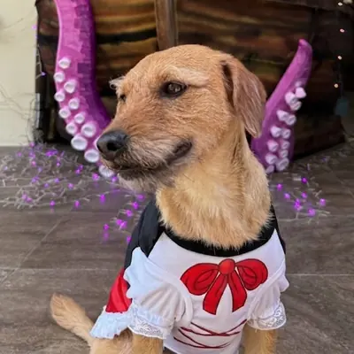 Un perro color canela con disfraz blanco y rojo frente a los tentáculos decorativos.