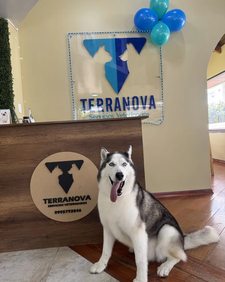 Un husky sentado en la recepción de la clínica, junto al disco de madera con el logo de Terranova.
