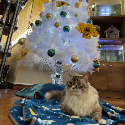 Un gato de pelo largo, echado en una manta junto al árbol de Navidad de la recepción.